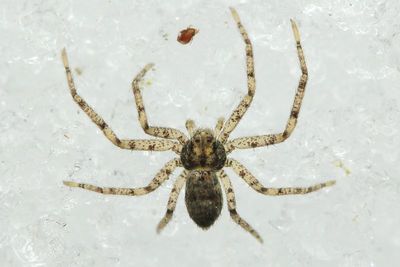 Family Philodromidae - Running Crab Spiders