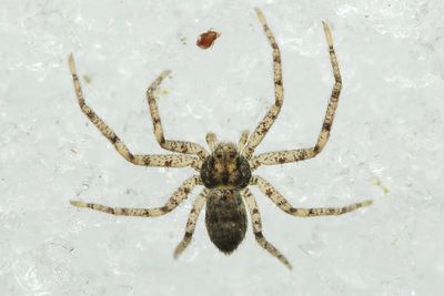 Philodromus sp.