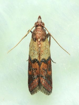 Indian Meal Moth, Hodges#6019 Plodia interpunctella