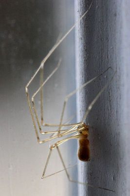 Family Pholcidae - Cellar Spiders