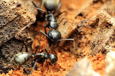 Black Carpenter Ants (Camponotus pennsylvanicus)