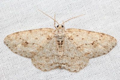 Small Engrailed, Hodges#6597 Ectropis crepuscularia