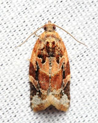 Red-banded Leafroller, Hodges#3597 Argyrotaenia velutinana