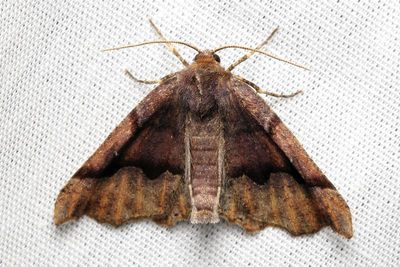 Hubner's Pero, Hodges#6748 Pero ancetaria