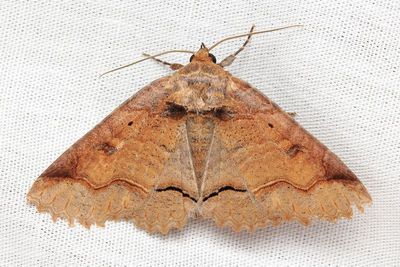 One-lined Zale, Hodges#8716 Zale unilineata