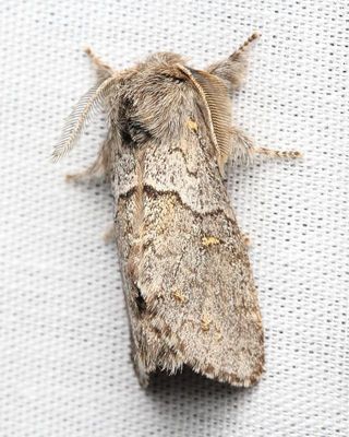 Four-spotted Gluphisia, Hodges#7933 Gluphisia avimacula