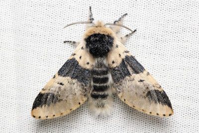 Modest Furcula, Hodges#7941 Furcula modesta