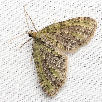 Olive-and-black Carpet, Hodges#7635 Acasis viridata