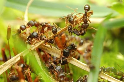 Pavement Ants (Tetramorium immigrans)