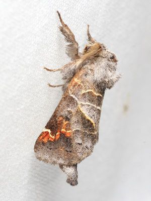 Apical Chocolate-tip, Hodges#7901 Clostera apicalis