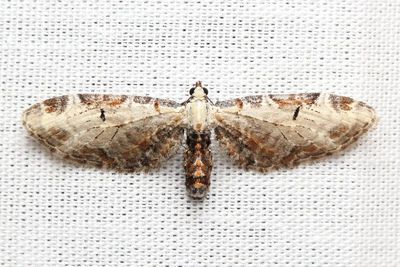 Tawny Eupithecia, Hodges#7605 Eupithecia ravocostaliata