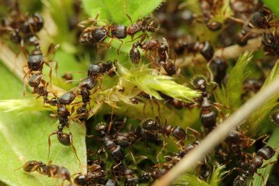 Pavement Ants (Tetramorium immigrans)