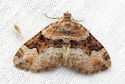 Toothed Brown Carpet, Hodges#7390 Xanthorhoe lacustrata