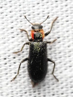 Family Cleridae - Checkered Beetles