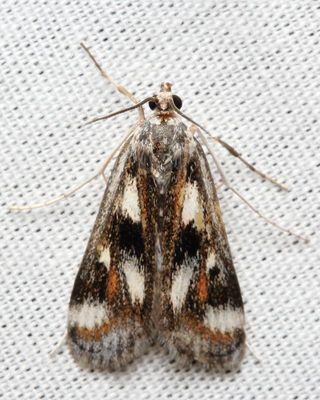 Polymorphic Pondweed Moth, Hodges#4759 Paraponyx maculalis