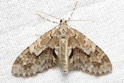 Mottled Gray Carpet, Hodges#7637 Cladara limitaria