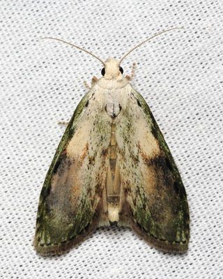 Bee Moth, Hodges#5629 Aphomia sociella