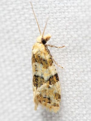 Hodges#3754.2 Aethes argentilimitana