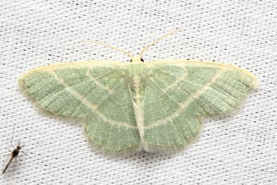 Blackberry Looper, Hodges#7071 Chlorochlamys chloroleucaria