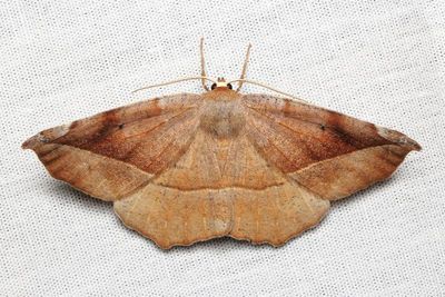 Curve-toothed Geometer, Hodges#6966 Eutrapela clemataria