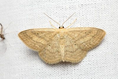 Soft-lined Wave, Hodges#7169 Scopula inductata