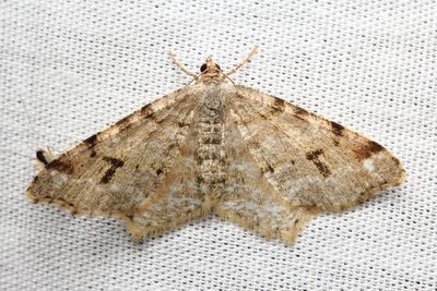 Hemlock Angle, Hodges#6348 Macaria fissinotata