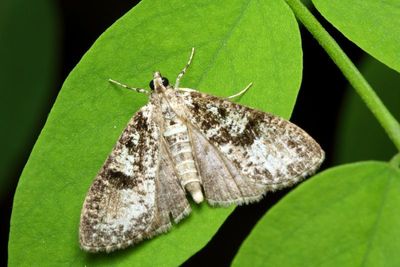 Splendid Palpita, Hodges#5226 Palpita magniferalis