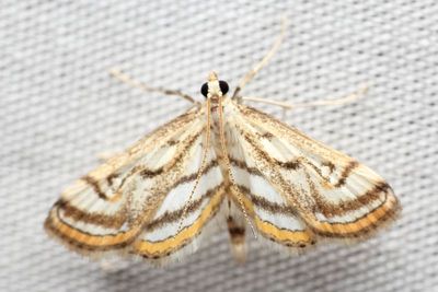 Chestnut-Marked Pondweed Moth, Hodges#4761 Paraponyx badiusalis