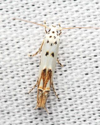 Red-streaked Mompha, Hodges#1443 Mompha eloisella