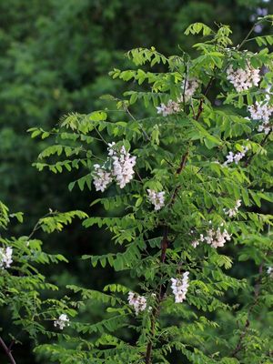 Black Locust (Robinia pseudoacacia)