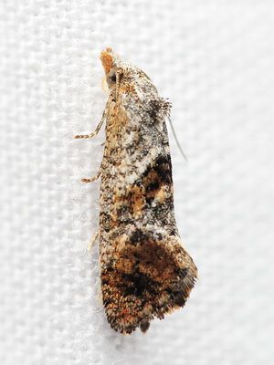 Phtheochroa sp.