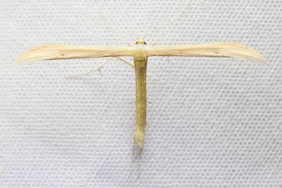 Family Pterophoridae - Plume Moths