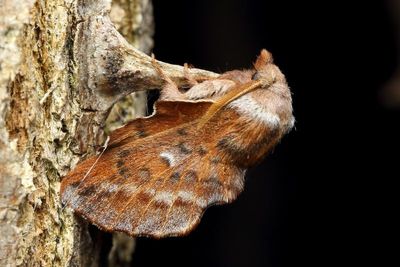American Lappet Moth, Hodges#7687 Phyllodesma americana