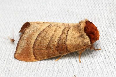 Walnut Caterpillar Moth, Hodges#7907 Datana integerrima