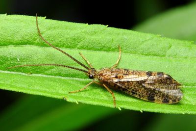 Family Phryganeidae - Giant Casemakers