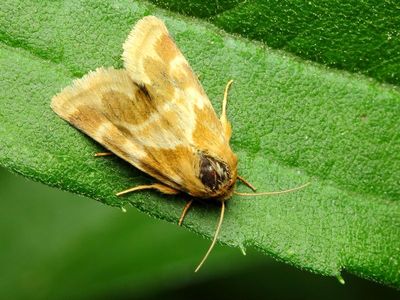Erigeron Flower Moth, Hodges#11118 Schinia obscurata