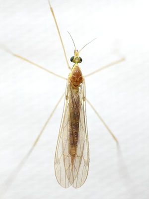 Gonomyia (Idiocerodes) sp.