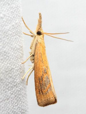 Mottled Grass-veneer, Hodges#5379 Neodactria luteolellus