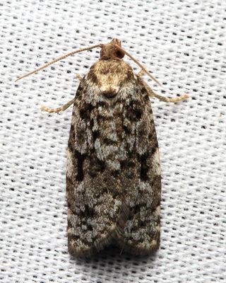 Eastern Spruce Budworm, Hodges#3638 Choristoneura fumiferana
