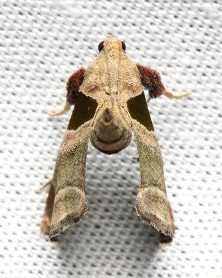 Family Pyralidae - Snout Moths