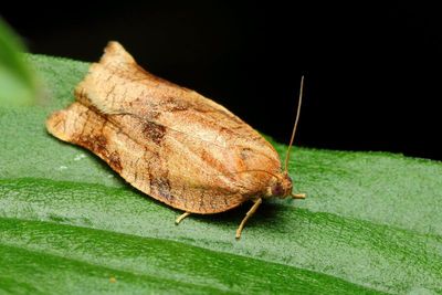 Oblique-banded Leafroller, Hodges#3635 Choristoneura rosaceana