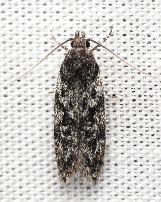 Hodges#1946 Gelechia lynceella