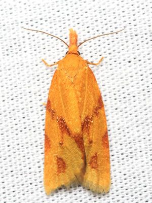 One-lined Sparganothis, Hodges#3711 Sparganothis unifasciana