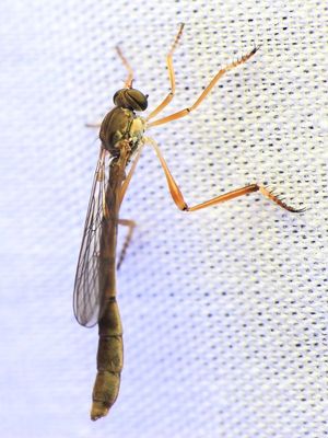 Family Asilidae - Robber Flies