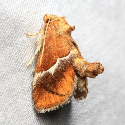 Yellow-shouldered Slug, Hodges#4665 Lithacodes fasciola