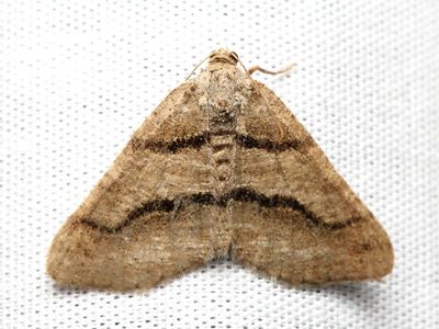 Curve-lined Angle, Hodges#6362 Digrammia continuata