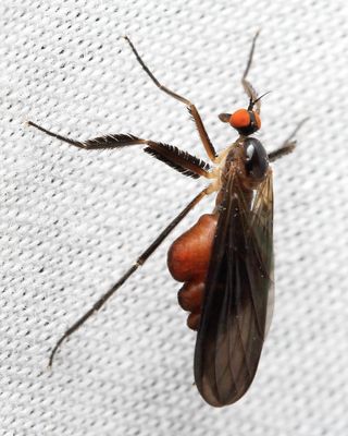 Rhamphomyia longicauda