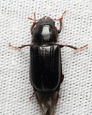 Ceruchus piceus