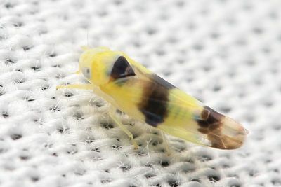 Empoa venusta (Typhlocybinae)