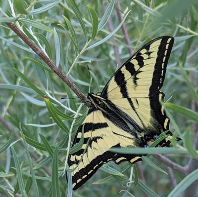 Western Tiger Swallowtail, Papilio rutulus (Papilionidae)